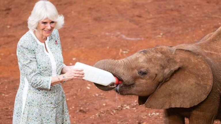 Nairobi:National Park,Elephant Orphanage&Giraffe Center Tour - Pricing & Value Analysis