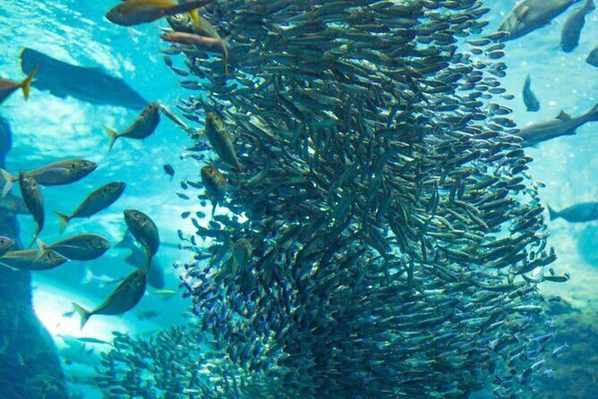 Napaling Sardine Run in Bohol - Authentic Perspectives from Other Travelers