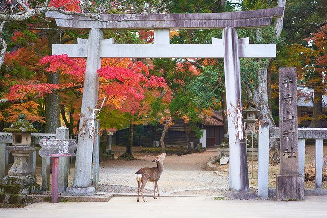 Nara Day Trip from Kyoto with a Local: Private & Personalized - Final Thoughts