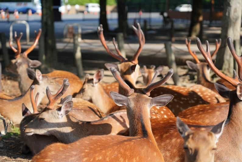 Nara Early Bird Tour (Kyoto Departure Option Available) - How the Tour Works: A Day in Nara’s Main Sights
