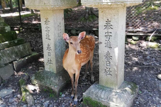 Nara Half Day Trip Walking Tour - What Do Guests Say?