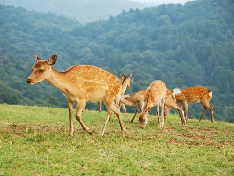 Nara: Hike Mt. Wakakusa and Encounter Wild Free-Roaming Deer - The Sum Up: Who Will Love This Tour?