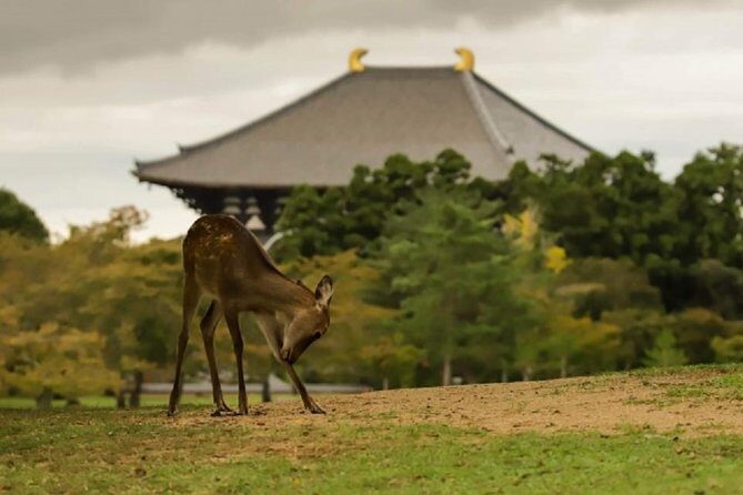 Nara Private Tour by Public Transportation from Osaka - The Itinerary: A Journey Through Nara’s Most Beloved Sites