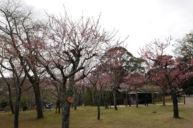 Nara Todaiji Kasuga Taisha Private Full Day Tour From Kyoto - Final Thoughts