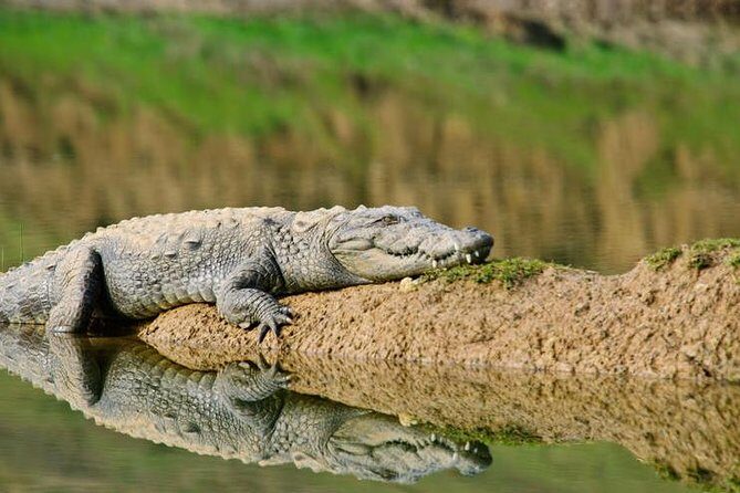 National Chambal Sanctuary and Alligator Day Tour from Agra - How to Make the Most of Your Day