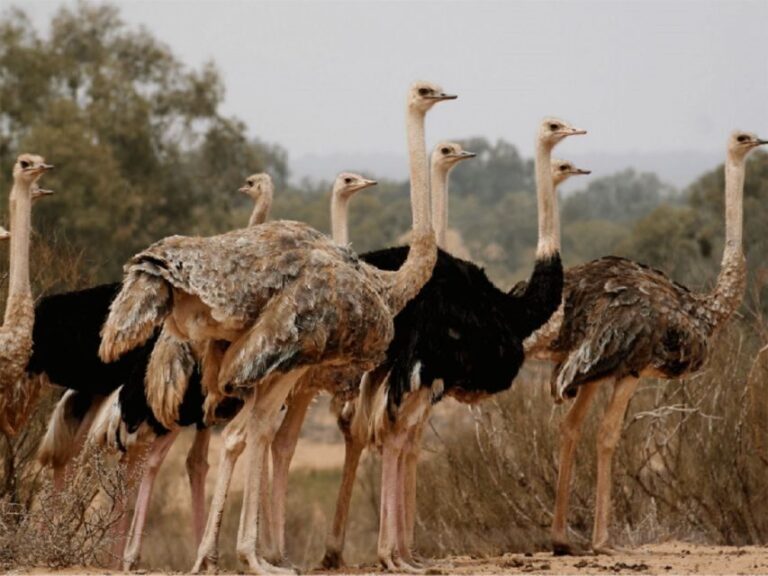 National park & Sahara Desert with Lunch and Camel Ride - A Detailed Look at the Tour Experience