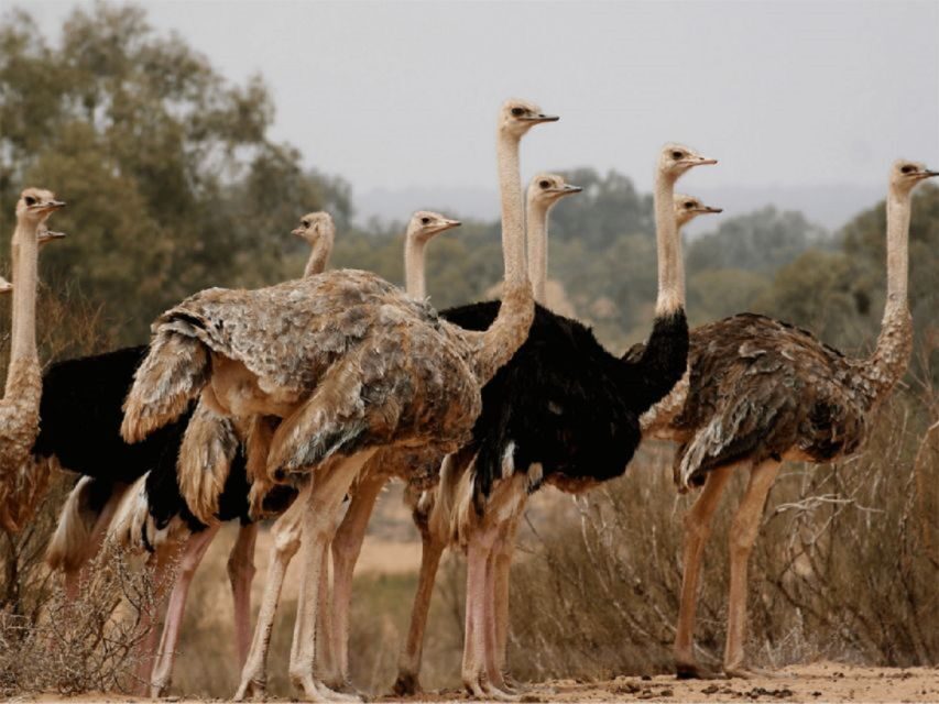 National park & Sahara Desert with Lunch and Camel Ride - A Detailed Look at the Tour Experience