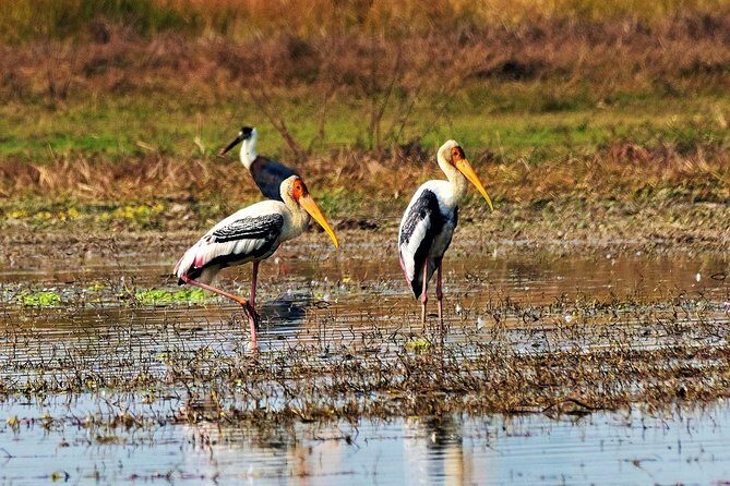 Nepal Birding - Who is This Tour Best For?