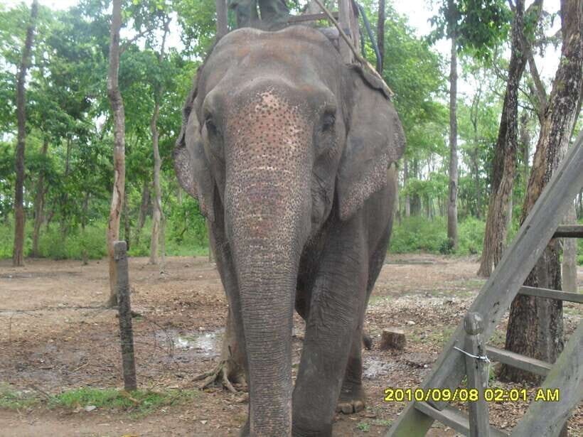 Nepal: Kathmandu and Chitwan National Park Tour - Drive to Chitwan: From City Streets to Jungle Trails
