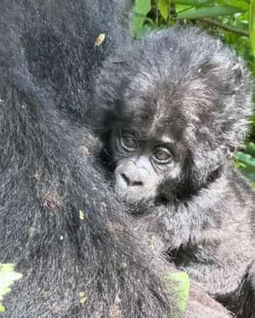 Ngamba Island Chimpanzee Sanctuary Day Trip - Who Will Love This Tour?