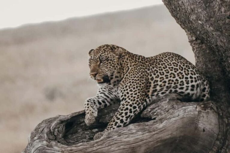 Ngorongoro Conservation Area Day Trip - Key Points