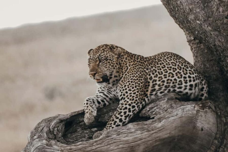 Ngorongoro Conservation Area Day Trip - Key Points