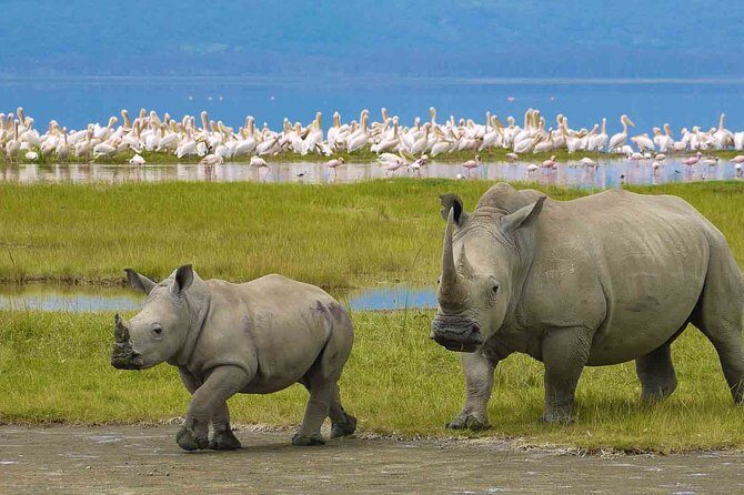 Ngorongoro Crater Day Trip - Exploring the Crater Floor