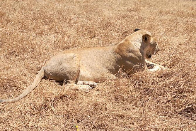 Ngorongoro Day Trip From Arusha / Kilimanjaro - Who Should Consider This Tour?