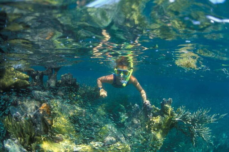 Nha Trang: Snorkeling Tour with BBQ Lunch at Coral Reef - What the Experience Means for You