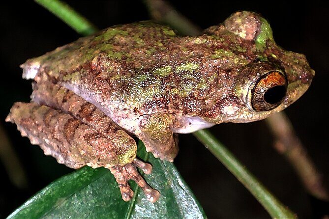 Night Froggy Adventure at Kubah National Park - Final Thoughts: Is It Worth It?