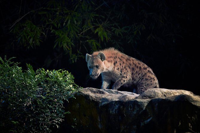 Night Safari with Buffet Dinner with hotel pick-up - The Sum Up