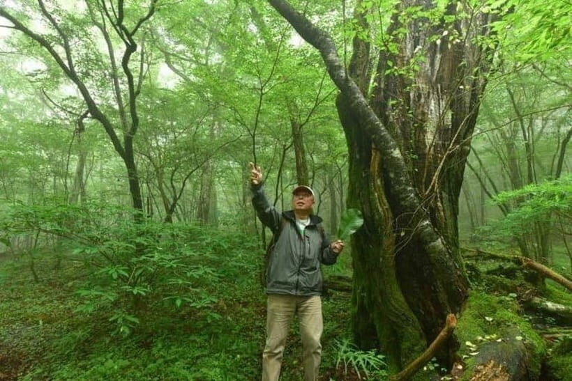 Nishiusuzuka: Fuji Forest Hiking Tour with Guide & Transfer - Who Is This Tour Best For?