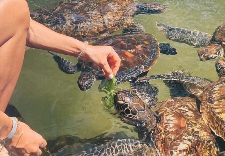 Nungwi Beach: Turtles & Private Sunset Dhow Cruise - What Sets This Tour Apart