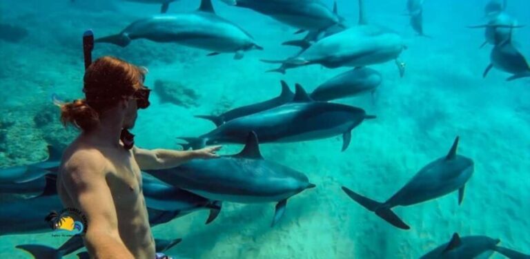 Nungwi: Mnemba Atoll Dolphins Tour with Snacks | Half-day - What to Expect on the Tour