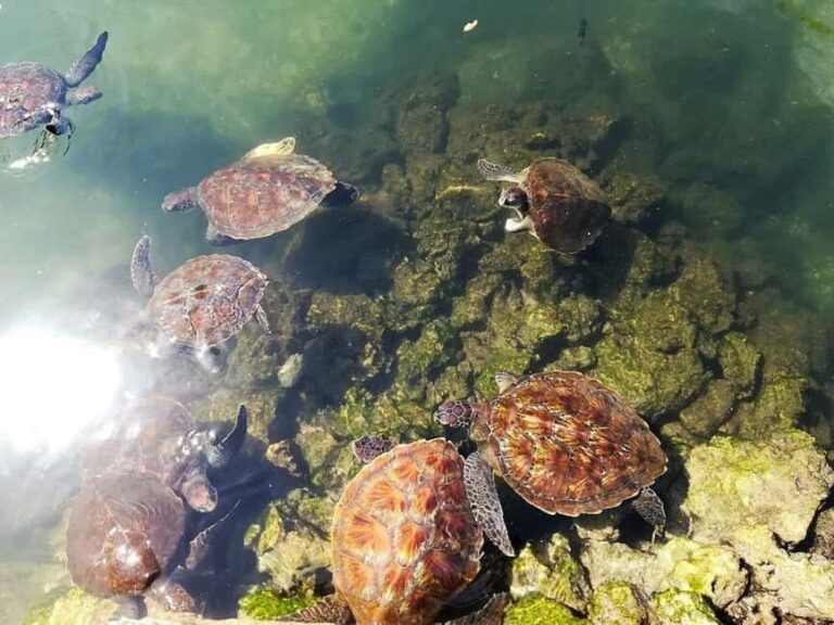 Nungwi: Turtle Sanctuary Visit and Sunset Dhow Cruise - The Turtle Sanctuary Experience: What to Expect