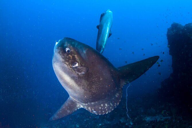 Nusa Penida 3 Fun Dives Boat Trip (For Certified Divers) - Who Will Love This Trip?
