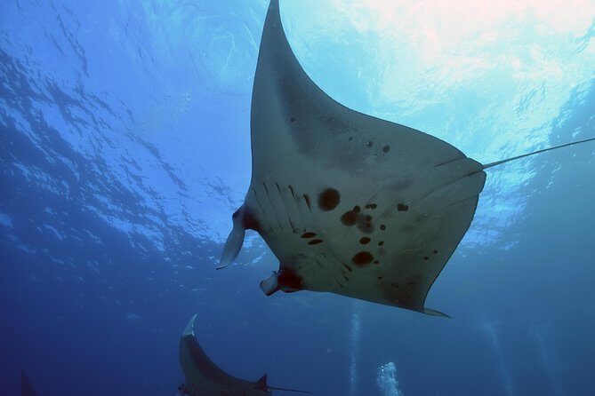 Nusa Penida Day Trip for 3 dives - The Marine Encounters and Dive Conditions