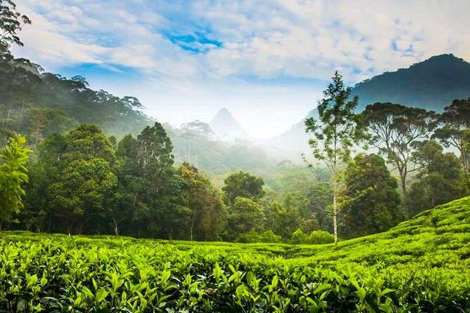 Nuwara Eliya Highlands from Kandy - What Makes This Tour Stand Out