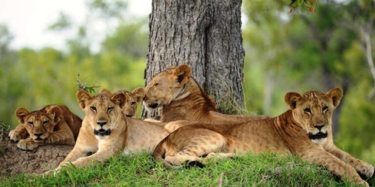 Nyerere National Park: 2-Day Safari Adventure - The Sum Up