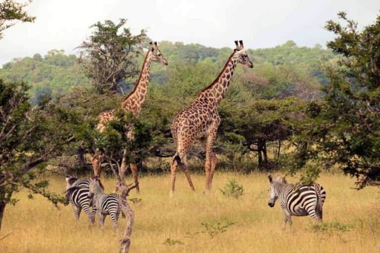 Nyerere National Park: Day Flying Safari from Zanzibar - What Travelers Say