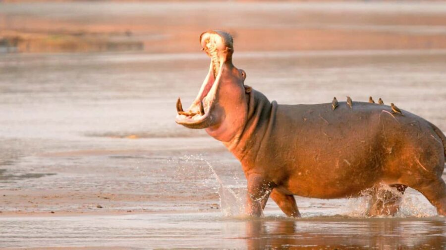Nyerere National Park: Fly-in fly-out Luxury Safari - Midday Break: Dining in the Heart of Nature
