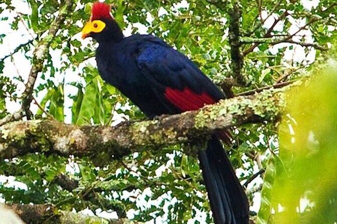 Nyungwe exploration - Frequently Asked Questions