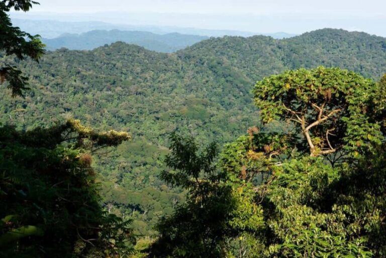 Nyungwe Forest: Zipline Adventure and Canopy Walkway - The Zipline: A Heart-Pumping Journey