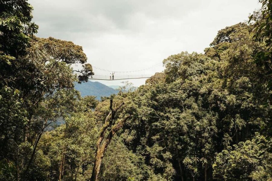 NYUNGWE: Nyungwe National Park Canopy Walk - An In-Depth Look at the Nyungwe Canopy Walk Tour