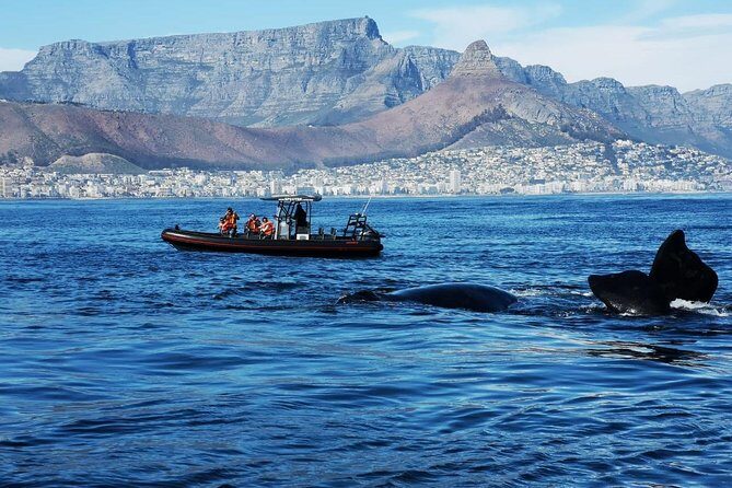 Ocean Safari - What Do Real Travelers Say?