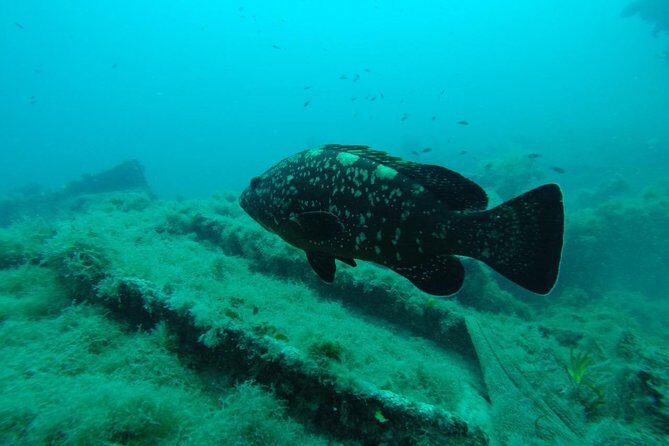 Octopus Rock Exploration - Certified Diver - The Value of a Short Dive