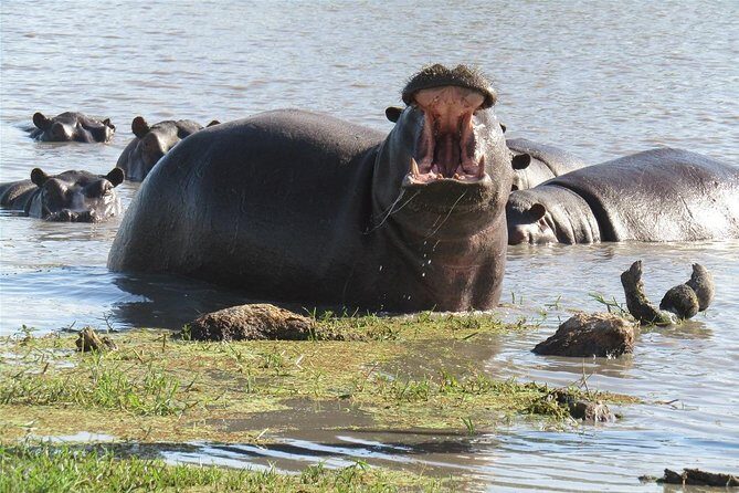 Okavango delta - Chobe Adventure 7 Nights/8 Days - How Does It Value For Money?