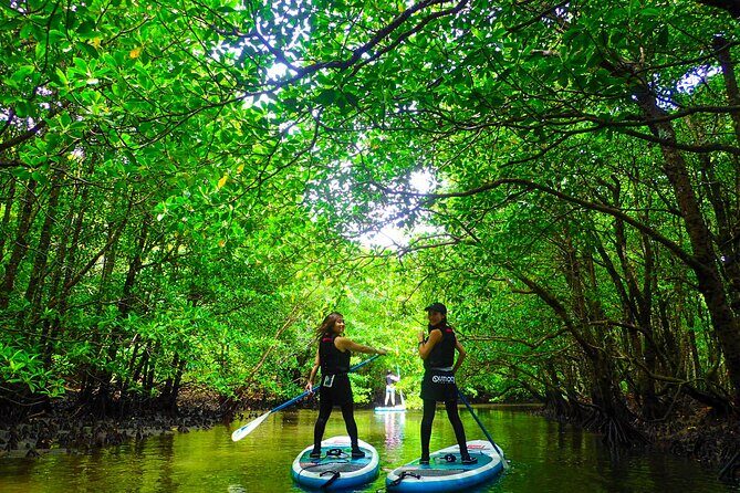 Okinawa Iriomote Mangrove SUP or Canoe Tour - Who Should Consider This Tour?