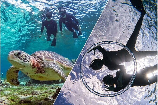 Okinawa Miyako Sea turtle Snorkeling Free Pick up and Drop off - The Sum Up