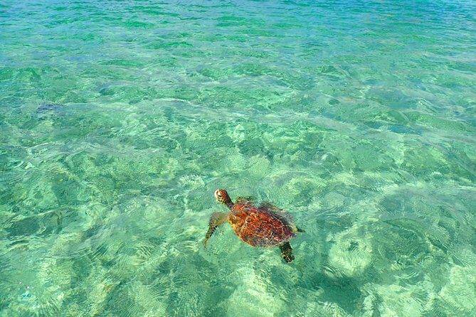 [Okinawa Miyako] SUP or Canoe + sea turtle Snorkeling(half-day) - Why This Tour Stands Out