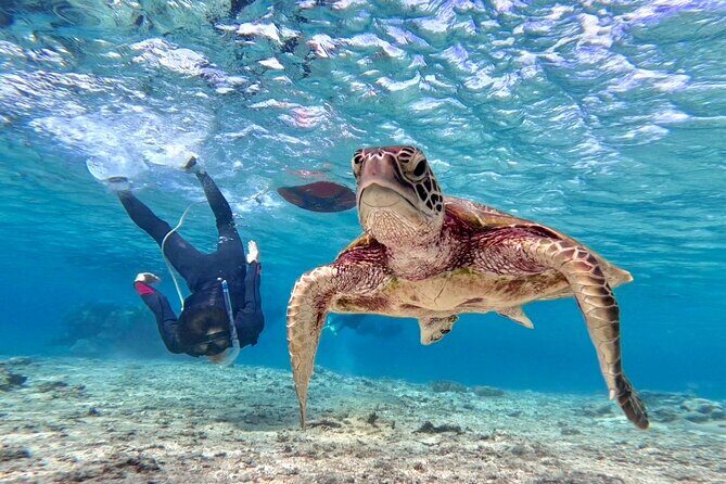 Okinawa Miyakojima 1 day Sea Turtle Snorkeling & Pumpkin Cave & Sea Kayak - Who Should Consider This Tour