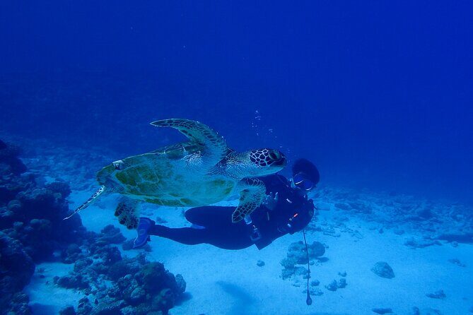 Okinawa Scuba Diving For Certified Divers (3 boat dives + Lunch) - The Value of the Experience
