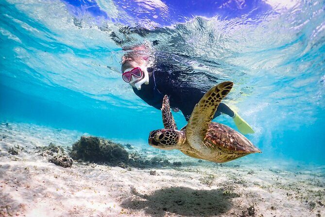 Okinawa Snorkeling Tour Experience - What Makes This Tour Stand Out?