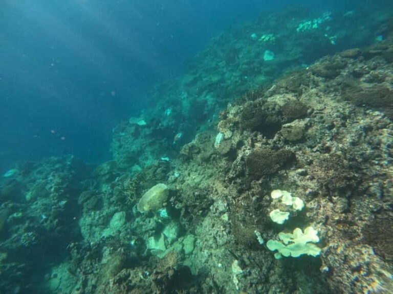 Okinawa: West Coast Stand-Up Paddleboarding Experience - The Itinerary: What to Expect