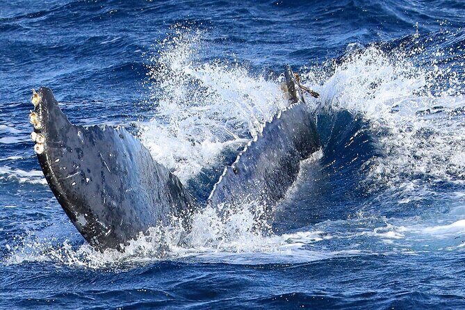 Okinawa Whale Watching From Naha - The Itinerary: What to Expect