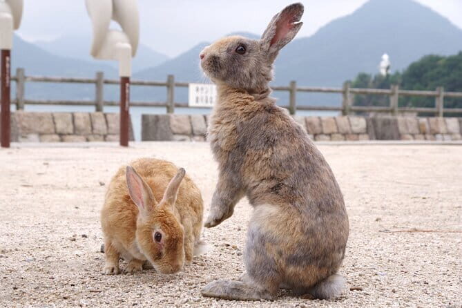 Okunoshima Rabbit Island Cycling Tour with Local Guide - A Closer Look at the Itinerary