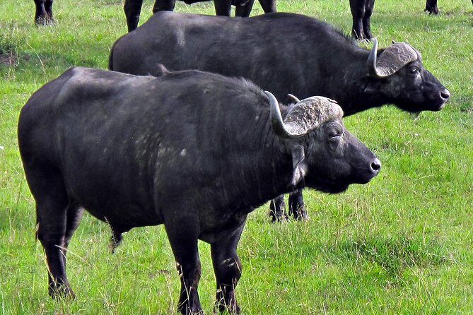 Ol Pejeta Conservancy and Chimpanzee Sanctuary Full-Day Tour from Nairobi - Who Will Enjoy This Tour Most?