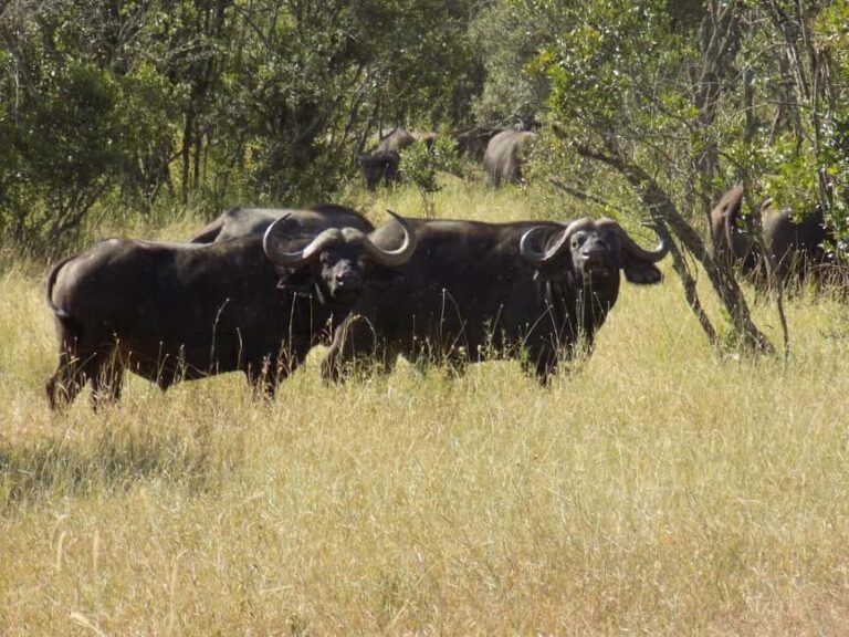 Ol Pejeta Half Day Gamedrive - The Itinerary and What You Can Expect