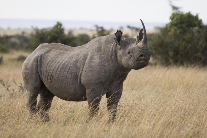 Ol Pejeta, Sweet Waters Chimpanzee Sanctuary and lion tracking safari - Day Two: Lion Tracking and Return Journey