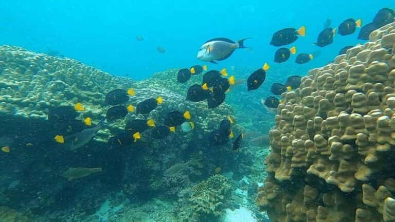 Oman: Snorkeling Trip at Daymaniyat Islands - The Sum Up